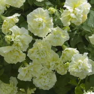 Tumbelina Susanna_300x300_300x3007